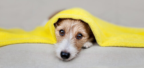 Face of a cute funny dog puppy with a towel on her head after bath. Pet fur care and grooming banner.