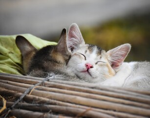 Two Adorable little cats sleeping, cute kitten, Furry Cat, Beautiful Cat photo, Cat wallpaper, Cute kitty.  Cats sleeping with blurred bokeh background