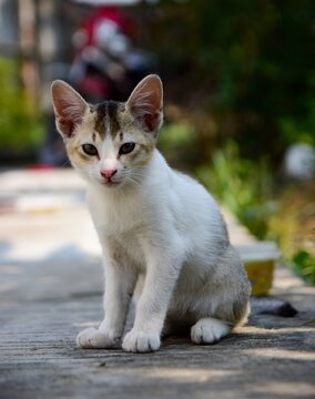 Adorable little cat sitting, cute kitten, Furry Cat, Beautiful Cat photo, Cat wallpaper, Cute kitty. White Cat sitting with blurred bokeh background