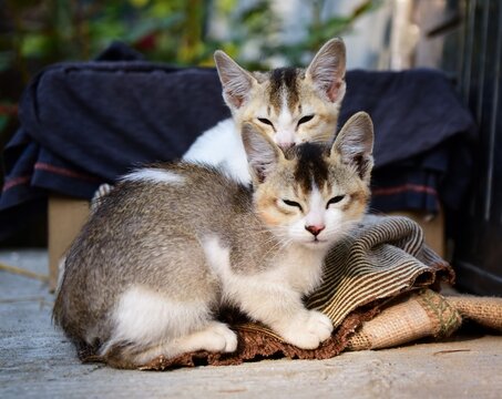 Two Adorable little sleepy cats sitting, cute kitten, Furry Cat, Beautiful Cat photo, Cat wallpaper, Cute kitty.  Cats sittiing with blurred bokeh background