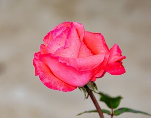 Beautiful Pink Rose. Rose flower close up. Wet rose flower with dew drops