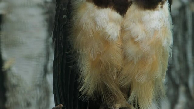Spectacled owl. Pulsatrix perspicillata perched in branch. High quality FullHD footage