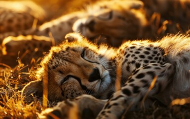 Restful pause for cheetah brothers and sisters - obrazy, fototapety, plakaty