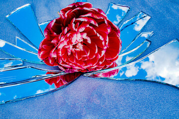 Red flower is reflected in broken mirror Peony tulip on background of sky Place for text Concept of...