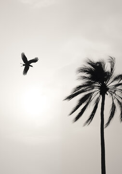 Palm Trees in Silhouette: UHD Black and White