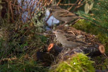 house sparrow is looking for food on the lawn in the garden at a winter day