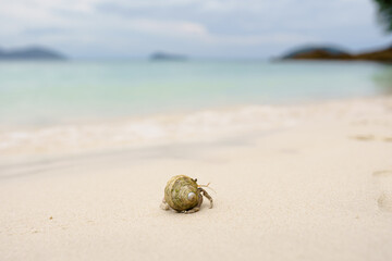 hermit crab on the beach