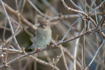 a sparrow perched on a twig a winter morning