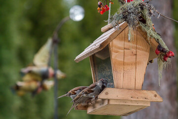sparrows on a handmade bird feeder at a sunny winter day   