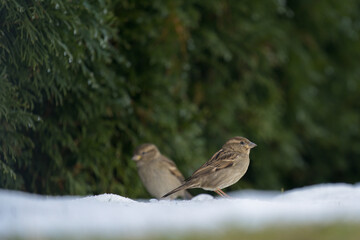 house sparrow is looking for food on the lawn in the garden at a winter day