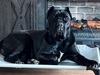 Cane Corso