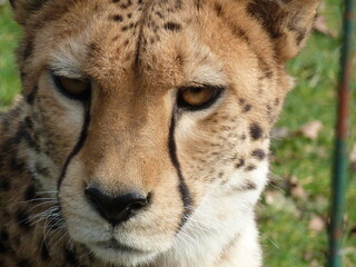 Gepard © Hans Sehringer