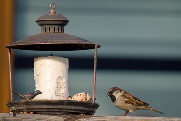 a sparrow at bird feeder on the balcony at a sunny day eating fat balls