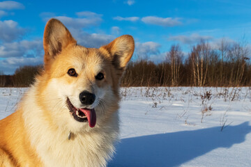 Portrait of Welsh Corgi Pembroke dog outdoors in snow