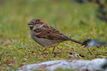 house sparrow is looking for food on the lawn in the garden at a winter day