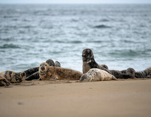 A Pod of Grey Seals on Beach