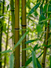 Bambusstangen