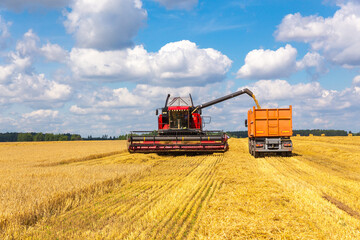 Fototapeta premium Combine harvester load wheat in the truck at the time of harvest in a sunny summer day.