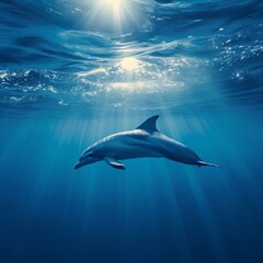 A dolphin swims underwater in the ocean in natural conditions.