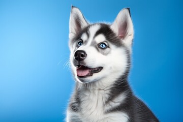 cute husky puppy on a blue background. dog, pet. - obrazy, fototapety, plakaty