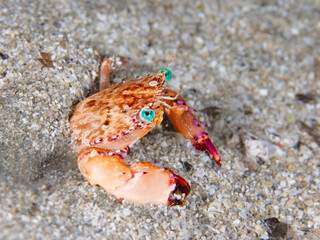 Green eyed crab from Cyprus