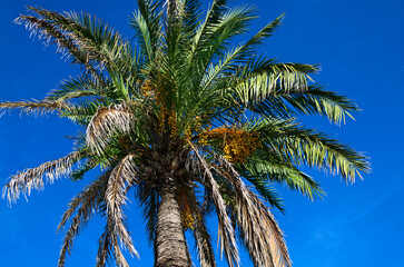 Green leaves of palm tree against a vibrant blue sky. Palm leaves from the bottom. Nature composition