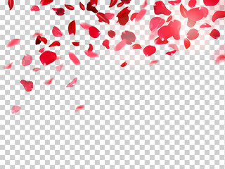 Red rose petals falling in the air on white romantic vector card. Heart wedding celebration design. Love backdrop