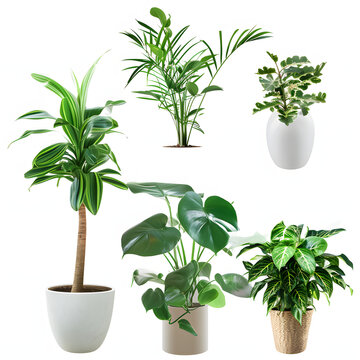 Houseplants isolated on white background, png
;e