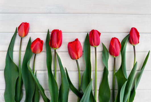 Red buds tulips on a white wooden background with space for text. Top view, flat lay