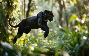 Foto op Plexiglas Black panther leaping through the jungle © sitifatimah