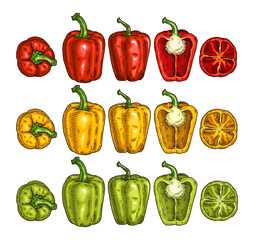 Whole and half sweet bell peppers. Vintage engraving vector black illustration.