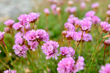 pink flowers in the field
