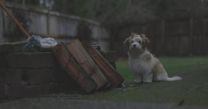 Ungraded 4k footage shot with 50mm lens of a small, white and brown dog on a cloudy and windy day in Puyallup, Washington.