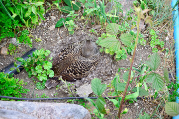bird in the nest