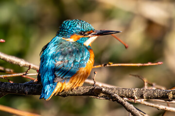 kingfisher on a branch
