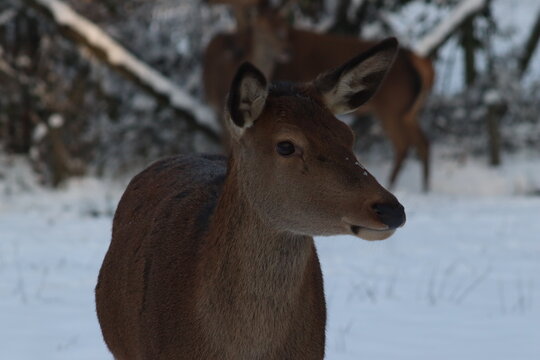 Snow pictures that were taken in Troisdorf (NRW). They look very beautiful :=)