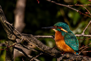 kingfisher on branch