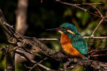 kingfisher on branch