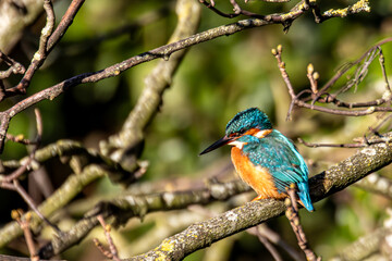 kingfisher on branch