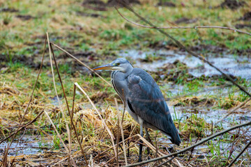 A grey heron stands next to willows on the Brunnenbach stream in Siebenbrunn during high water in the rain