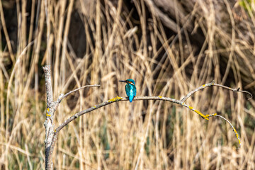kingfisher on a brancs