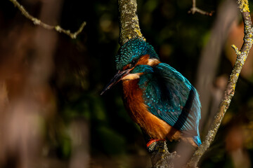 kingfisher on a branch