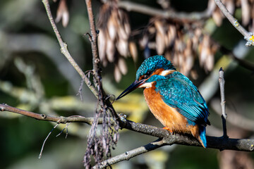 kingfisher on branch