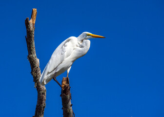Great Egret enjoying some sun along the nature trail in Pearland, Texas