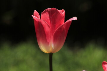 pink tulip on a green background