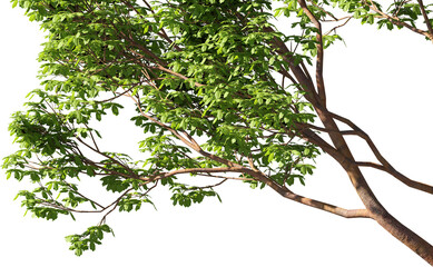 3D rendering of a tree, close-up corner, with transparent background for illustration, digital composition, architecture visualization