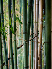 Bambusstangen