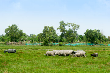 Herds of buffalo graze in the lush, green, and fertile fields.
