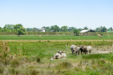 Fototapeta na wymiar Herds of buffalo graze in the lush, green, and fertile fields.