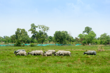 Obraz premium Herds of buffalo graze in the lush, green, and fertile fields.